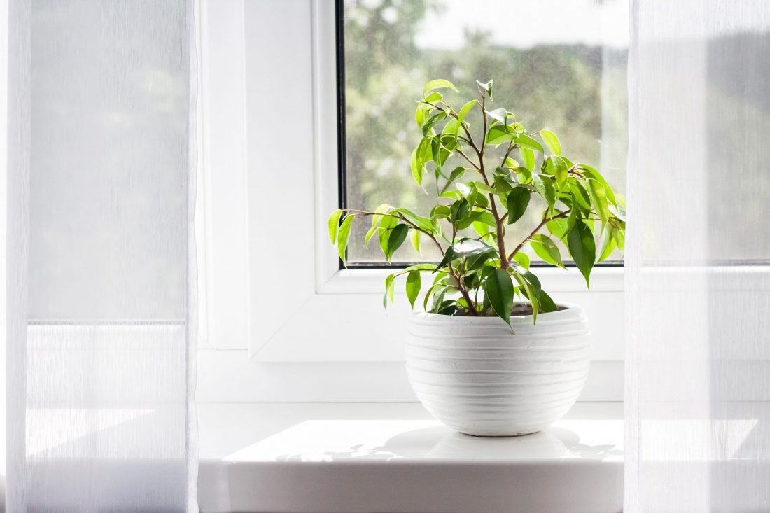 Benjamino fikusas (Ficus Benjamina)