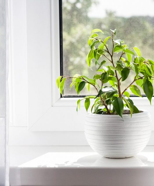 Benjamino fikusas (Ficus Benjamina)